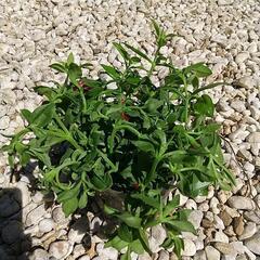 無料🌿🌹🌿ベビーサンローズ‼️の画像