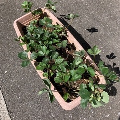 いちごさん。