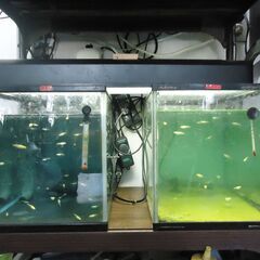 メダカに興味のある方、ご指導します。