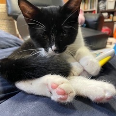 3ヶ月の子猫の里親募集