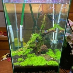 アクアリウムセット　値下げ