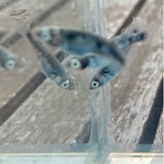 めだか・墨武若魚3匹・メダカ