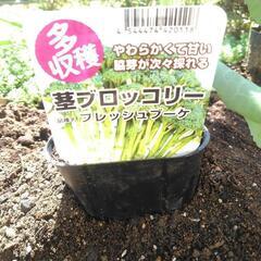 ブロッコリーの苗 決定しました