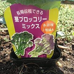 ブロッコリーの苗 決定しましたの画像