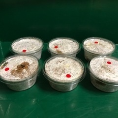 ヒラタクワガタ幼虫6匹