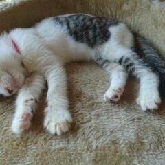 お気に入り､ご応募ありがとうございました。皆様にかわいい猫ちゃんとのご縁がありますようにお祈りしています。  − 静岡県