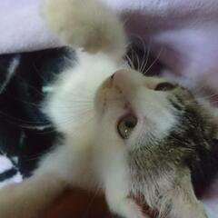 お気に入り､ご応募ありがとうございました。皆様にかわいい猫ちゃんとのご縁がありますようにお祈りしています。  - 富士市