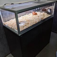 コーンスネークの里親さん募集してます。 - その他