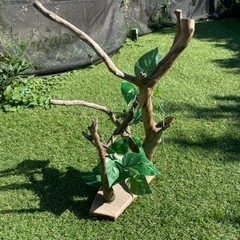 爬虫類等レイアウトの画像