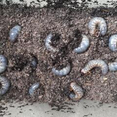 カブトムシ幼虫
