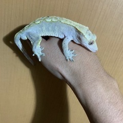 クレステッドゲッコー　ダルメシアン　2201