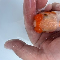 筋トレらんちゅう当歳の画像
