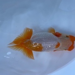 筋トレらんちゅう当歳の画像