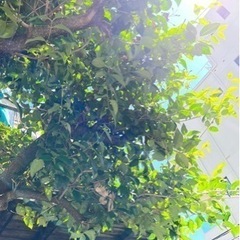 #常緑小高木　#植木　トウネズミモチ  #モクセイ科イボタノキ属
