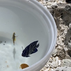 海水魚　サザナミヤッコ　8センチ程度
