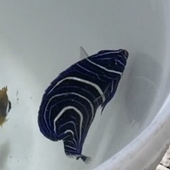 海水魚　サザナミヤッコ　8センチ程度の画像