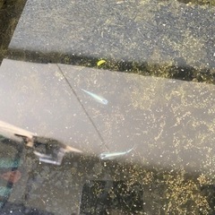 メダカ　清流メダカ