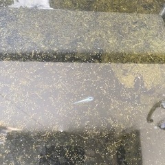 メダカ　清流メダカの画像