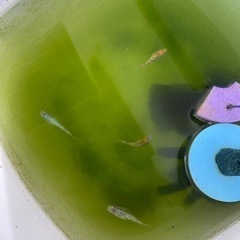 メダカ　サファイア　