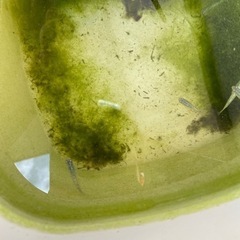 サファイア　メダカの画像