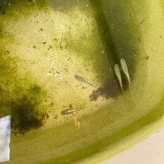 サファイア　メダカ