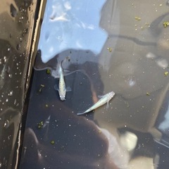 メダカ　夜桜ブルー