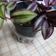 トラディスカンチア(セブリナ)🌿ポット苗の画像