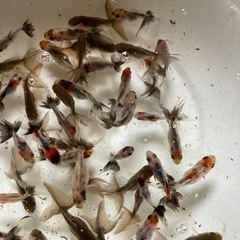 金魚譲渡(20220925)