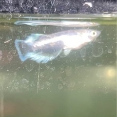 めだか・マリアージュロングフィン若魚3匹・メダカ