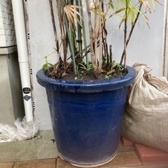 植物　の画像