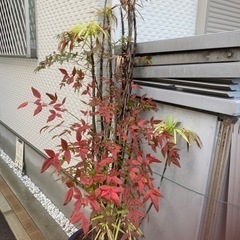 植物　の画像