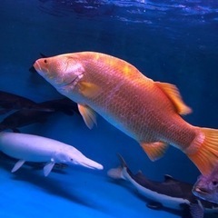 アルビノバラマンディ約５８センチくらい。の画像