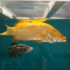 アルビノバラマンディ約５８センチくらい。の画像