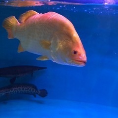 アルビノバラマンディ約５８センチくらい。の画像