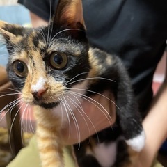 三毛猫（メス）です。外で鳴いているところを保護しました。