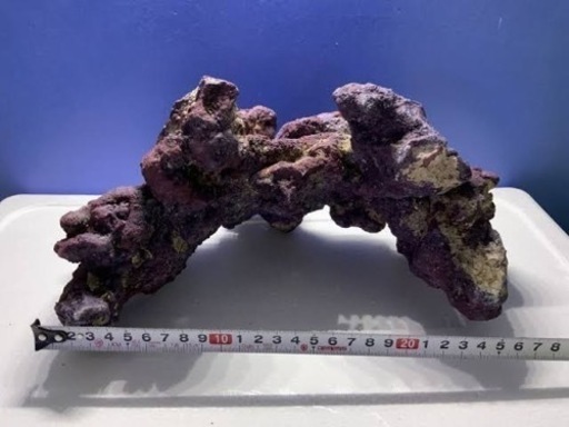 60cm水槽セット　受け渡し決定しました！