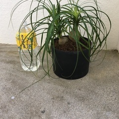 トックリヤシ　値下600→500円