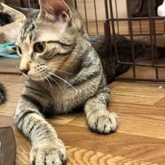 約6ヶ月 人懐こくキジ猫の女の子