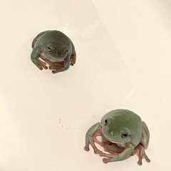 イエアメガエル2匹(ゲージ付）