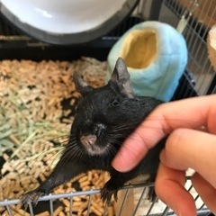ブラックデグーオス 里親募集