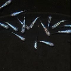 めだか・黒百式若魚5匹・メダカ