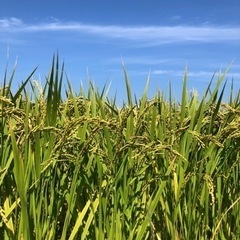玄米30キロ（夢つくし）