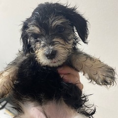 仔犬の里親募集です - 佐倉市