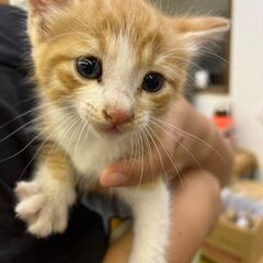 生後１か月位！帰ってくるとお出迎え！そんな最高に人懐っこい子猫を...