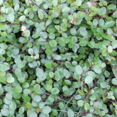 ワイヤープランツ