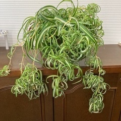 観葉植物　オリヅルランボニー子株