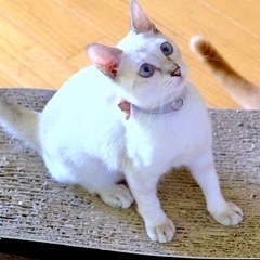 さいあむ♡家族ができました
