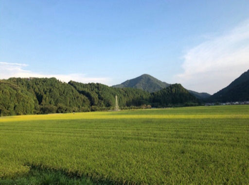 新米　減農薬　お米　30kg