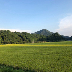 新米　減農薬　お米　30kgの画像