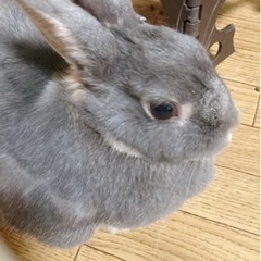 ウサギの里親募集